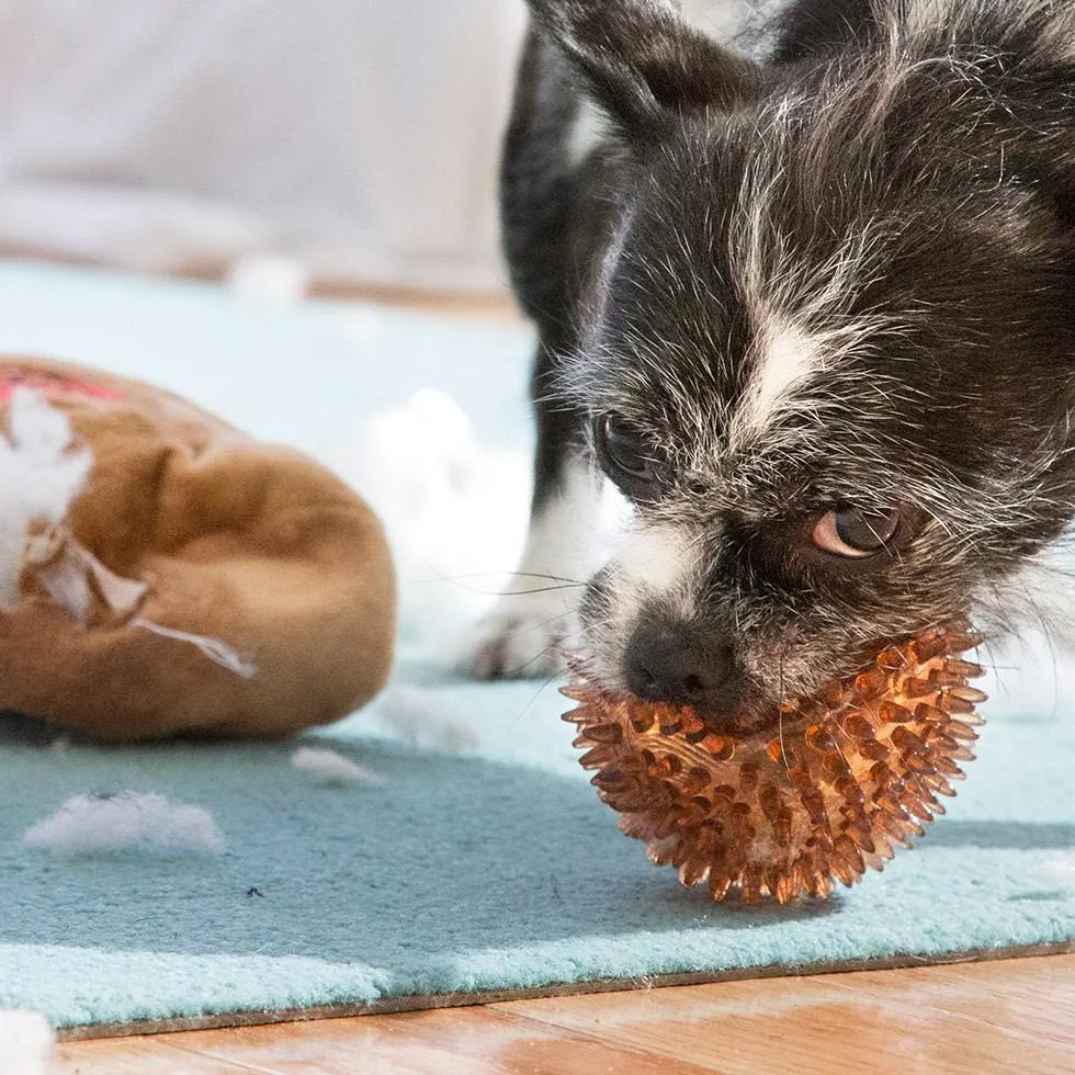 $18 ONLY: BarkShop Mr. Chewniverse’s Muscles Dog Plush Toy