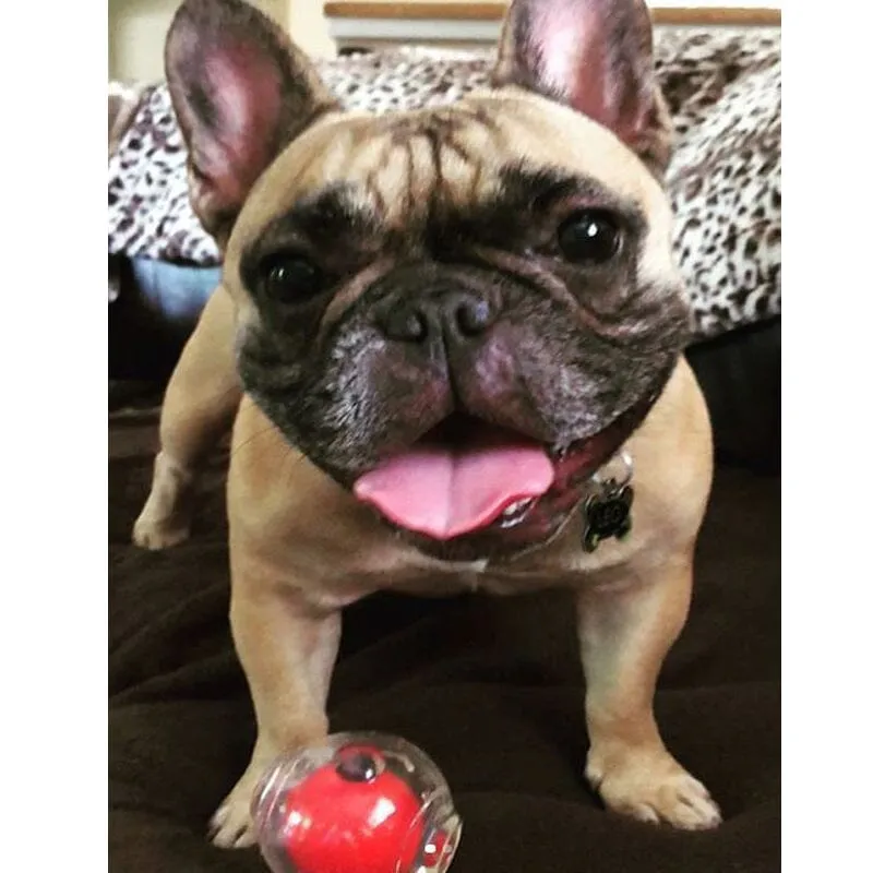 Amazing Squeaker Ball Dog Toy