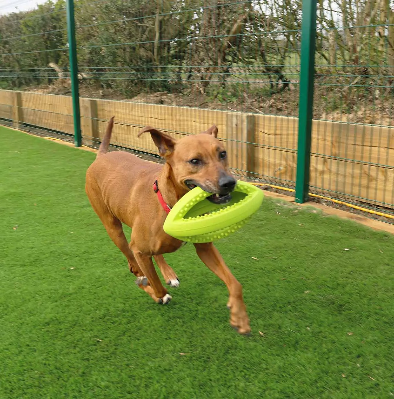 Grubber Interactive Rugby Ball