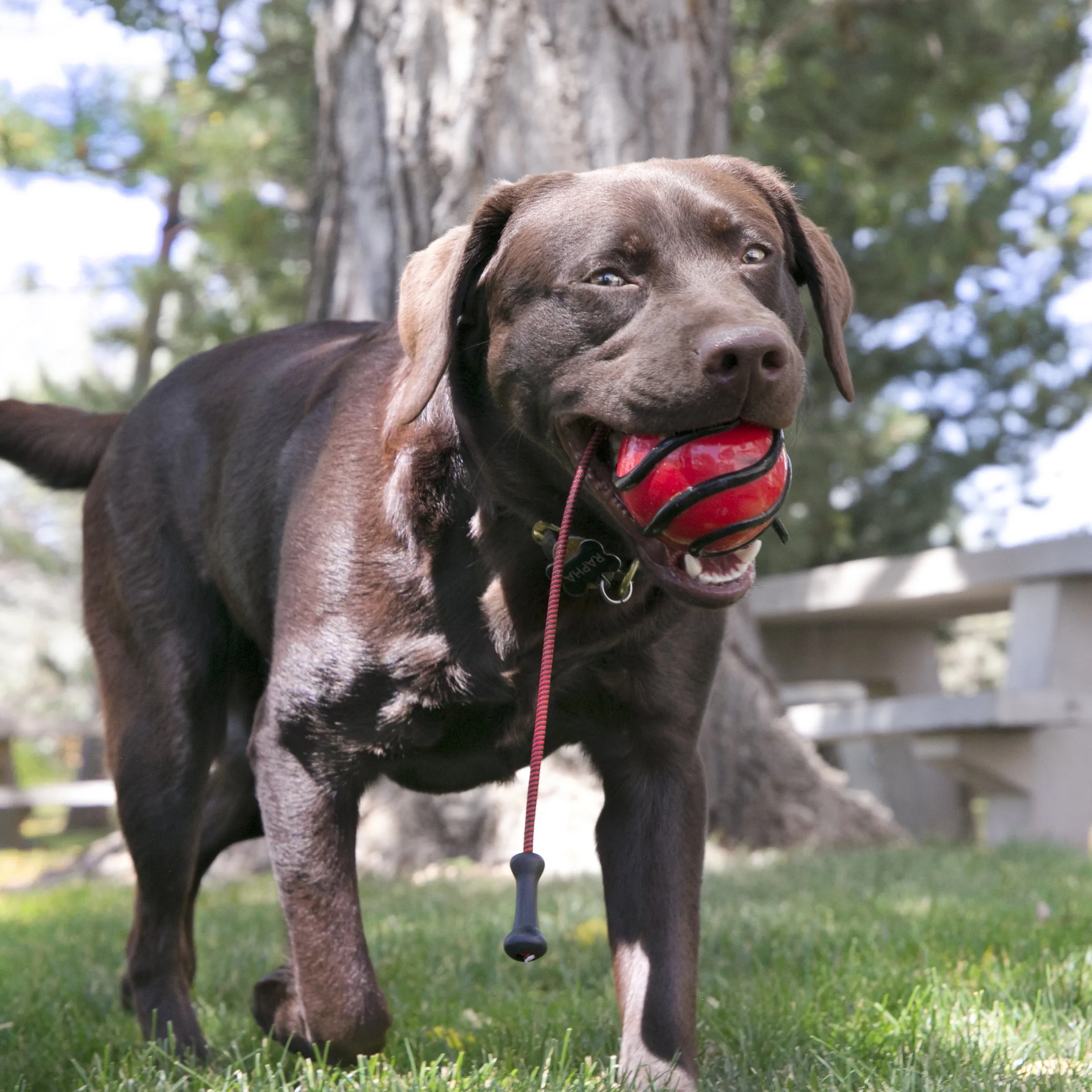 Kong Wavz Bunjiball Dog Toy