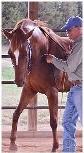 LESSONS IN LIGHTNESS: Building the Horse's Foundation In Hand by Mark Russell DVD