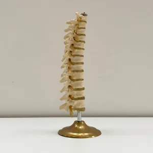 Plastic Anatomical Model of the Thoracic Vertebrae of the Human Spine