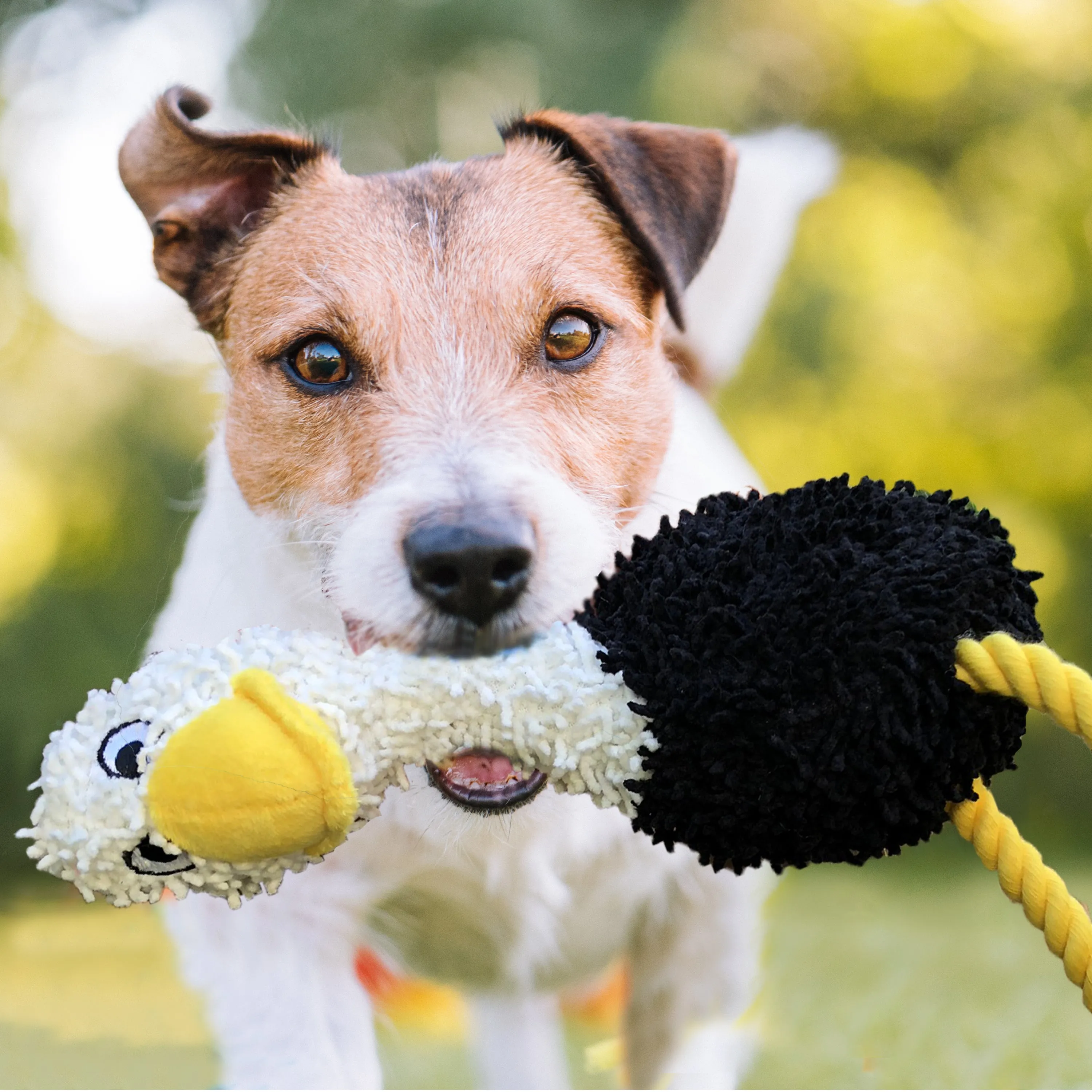 Rope, Squeakers and Plush, 3-Pack Dog Chew Toy Set, Sheep