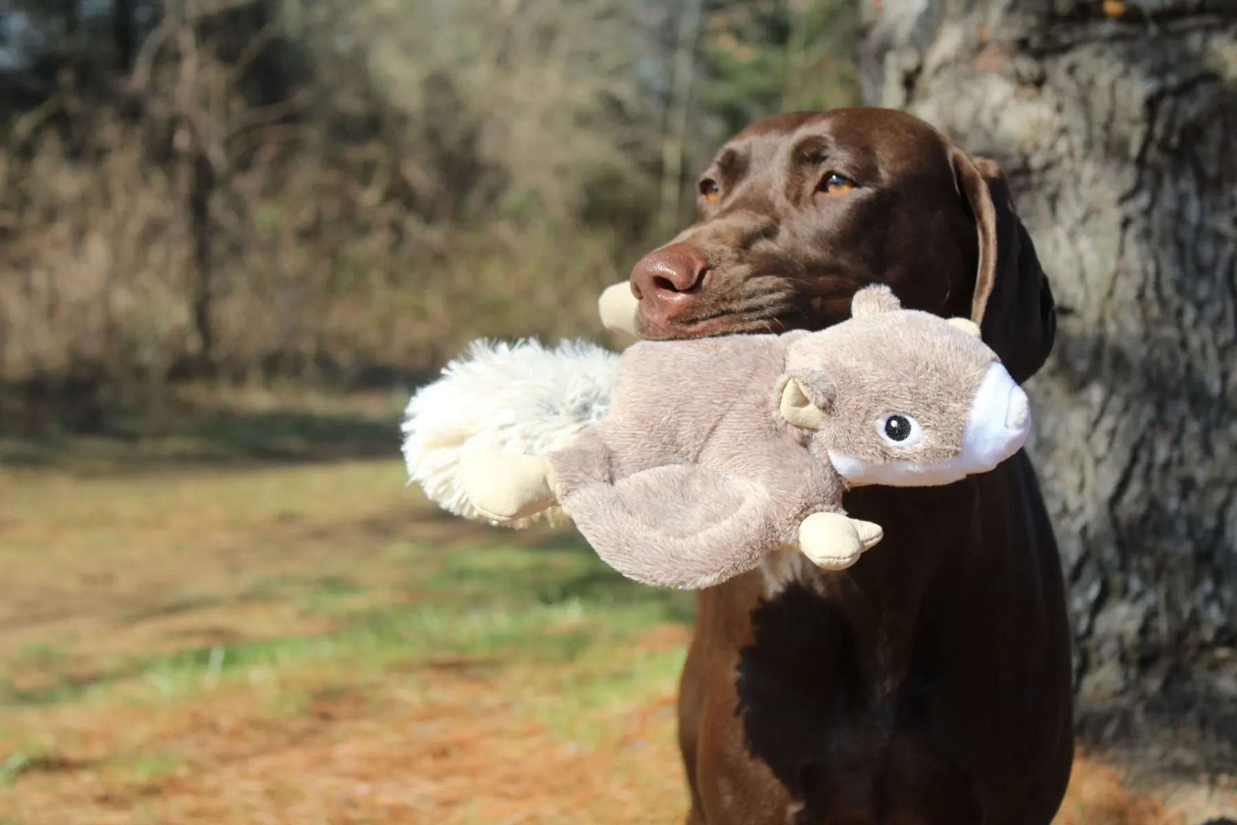 Tall Tails Dog Toy Flying Squirrel