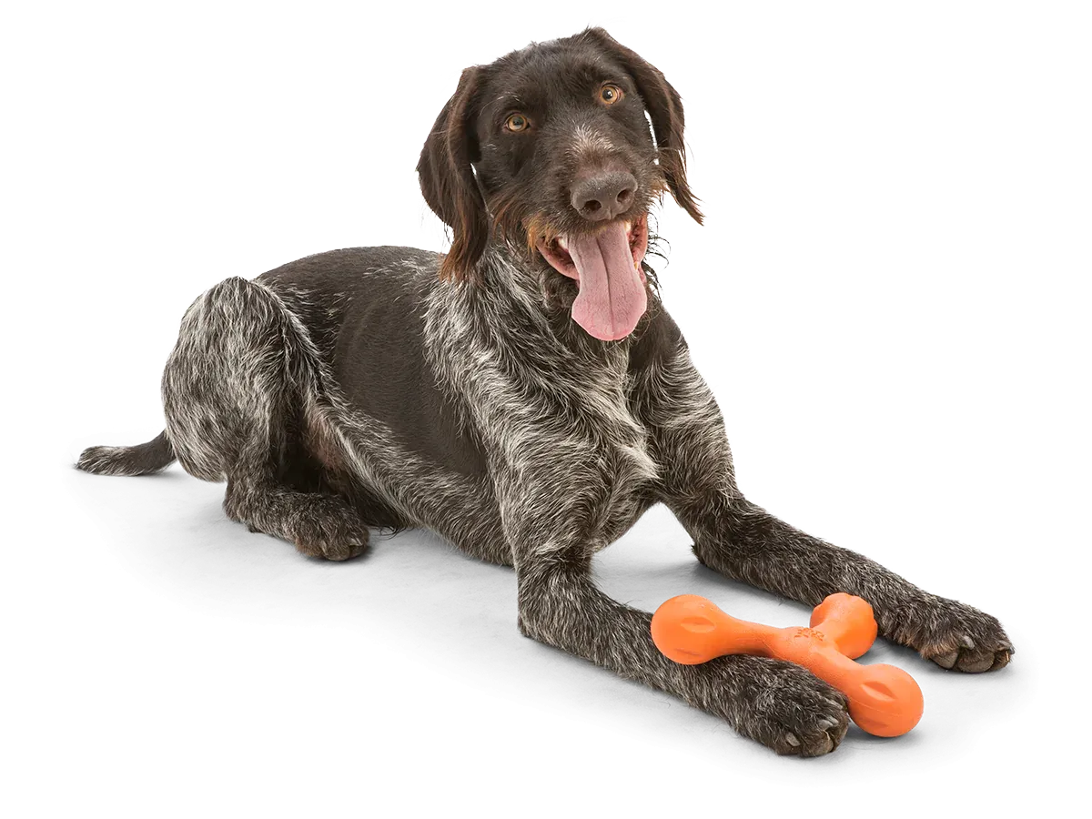 Toss and Fetch Dog toy, Zogoflex Echo Skamp