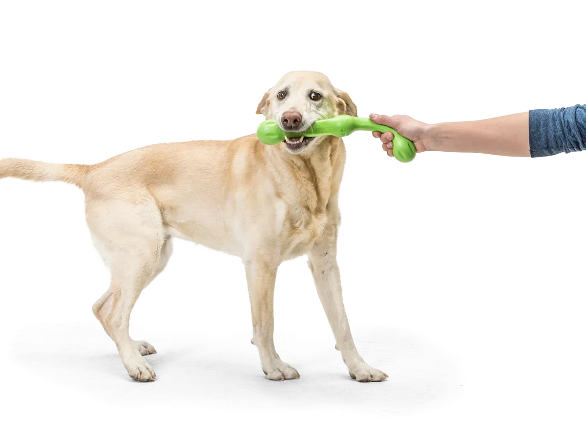 Toss and Fetch Dog toy, Zogoflex Echo Zwig