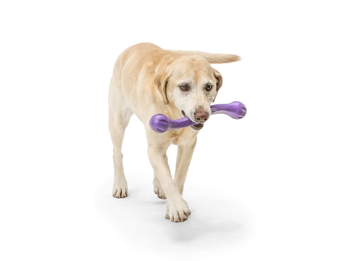 Toss and Fetch Dog toy, Zogoflex Echo Zwig