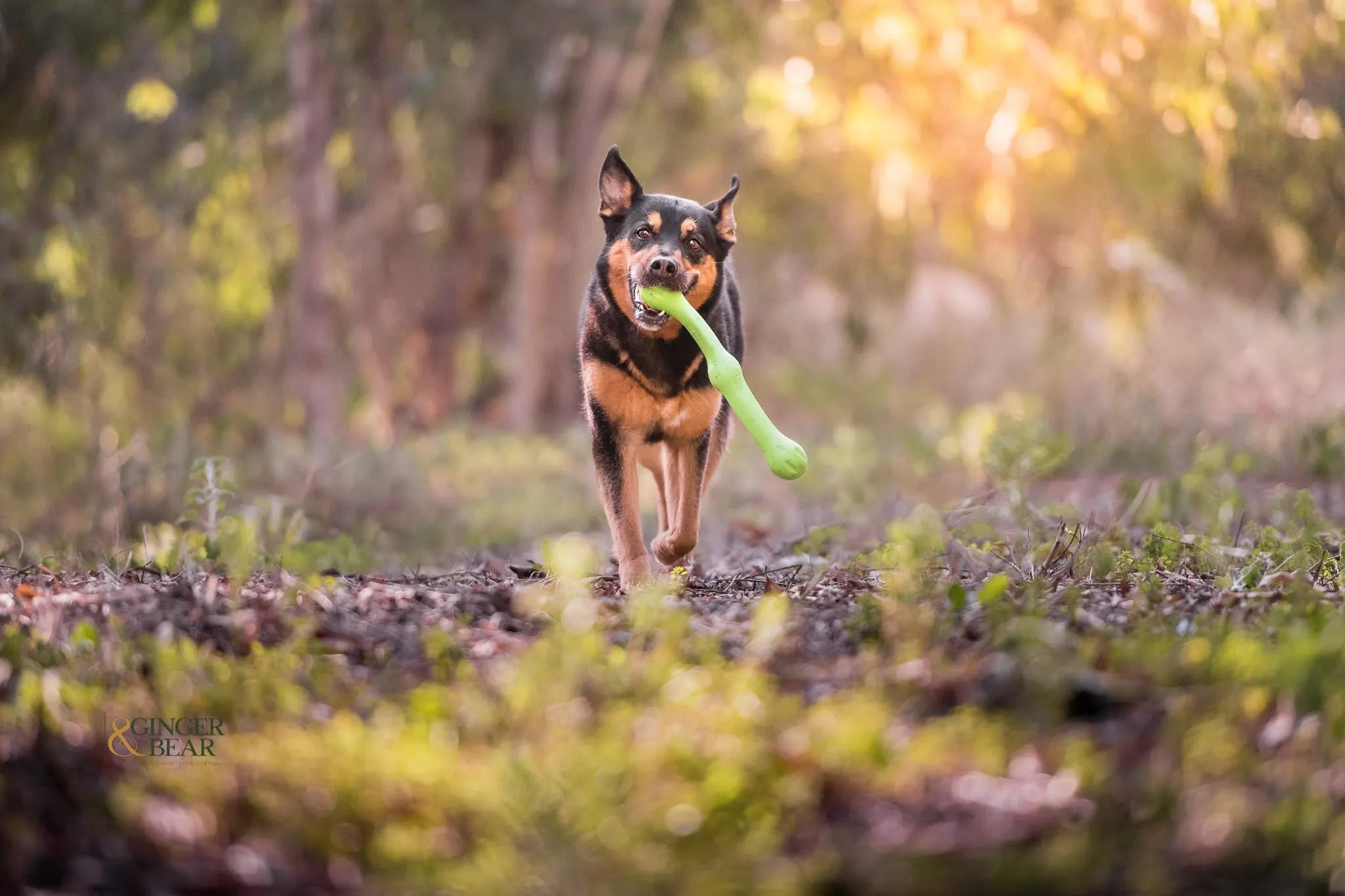 Toss and Fetch Dog toy, Zogoflex Echo Zwig